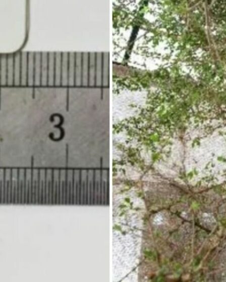 Des scientifiques font pousser un « arbre perdu » biblique à partir d'une mystérieuse graine vieille de 1 000 ans