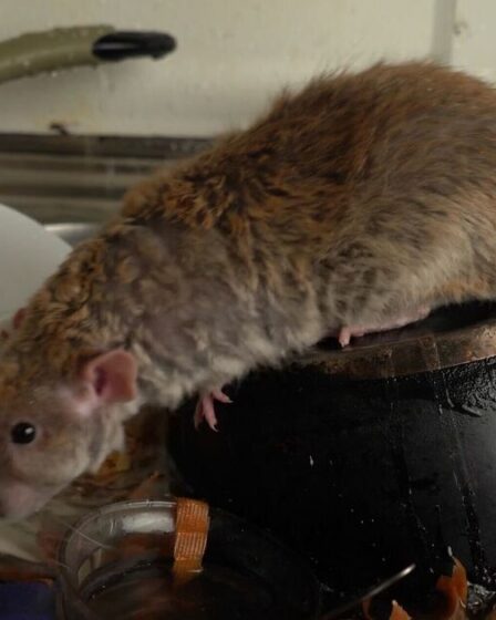 « Je suis un attrapeur de rats – voici comment empêcher les rats d’entrer dans votre maison »