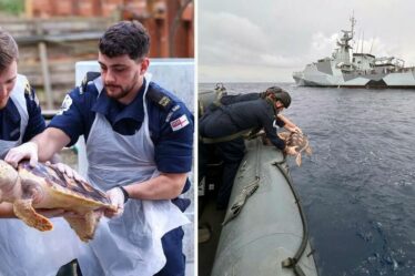 La Royal Navy sauve des tortues rares déviées de 1 500 milles par la tempête