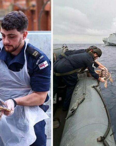 La Royal Navy sauve des tortues rares déviées de 1 500 milles par la tempête