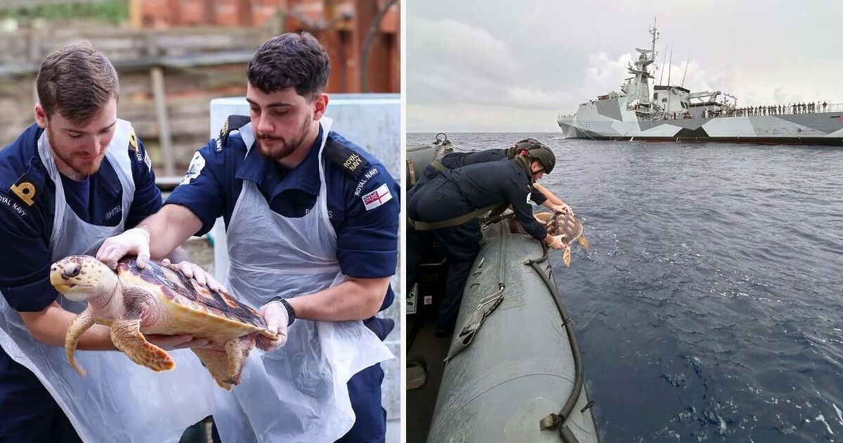 La Royal Navy sauve des tortues rares déviées de 1 500 milles par la tempête