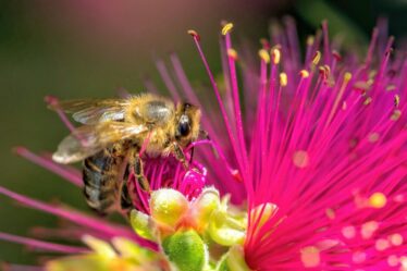 La raison choquante pour laquelle les abeilles meurent après vous avoir piqué – c'est plus brutal que vous ne le pensez