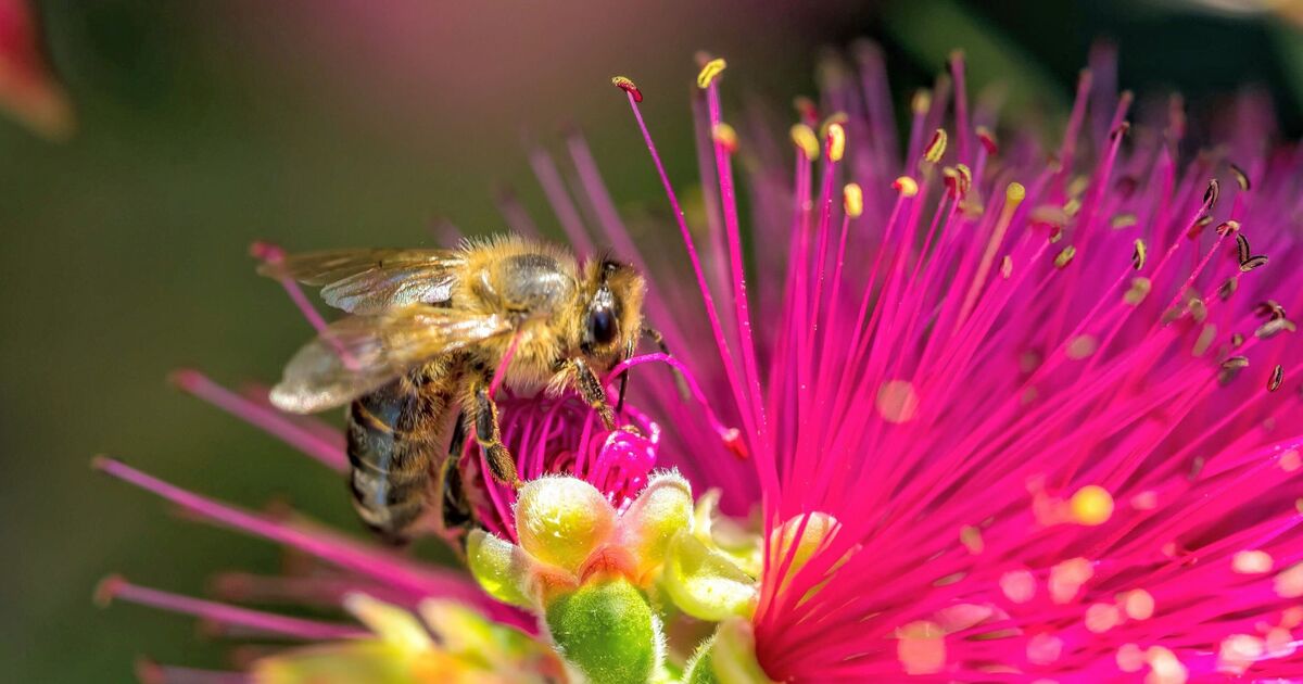 La raison choquante pour laquelle les abeilles meurent après vous avoir piqué – c'est plus brutal que vous ne le pensez