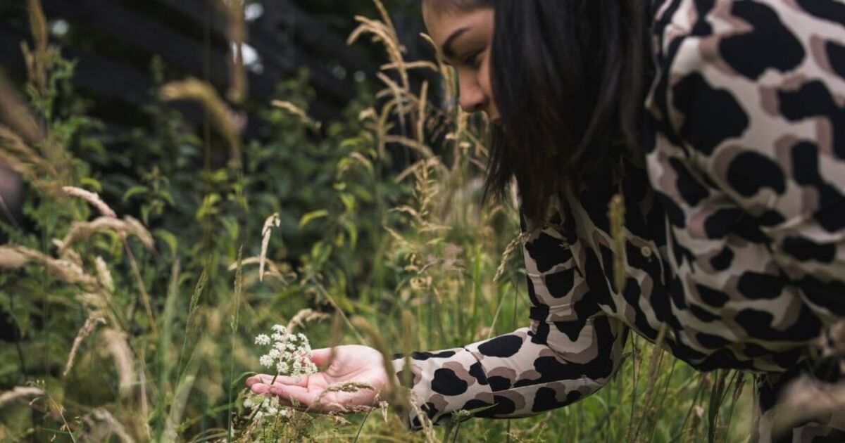 Les jardiniers peuvent contribuer au déclin « effrayant » de la faune grâce à un jardinage respectueux de la nature