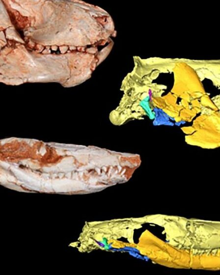 Une percée scientifique alors qu’un fossile repousse la chronologie de l’évolution de 17 millions d’années