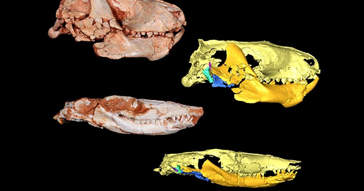 Une percée scientifique alors qu’un fossile repousse la chronologie de l’évolution de 17 millions d’années