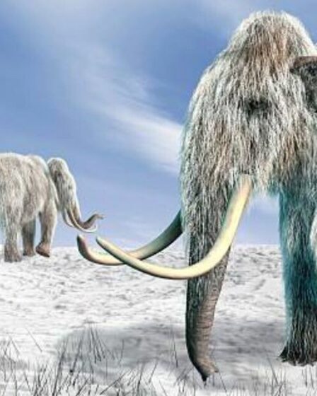 Une percée scientifique révèle la « véritable raison » de l'extinction du mammouth laineux