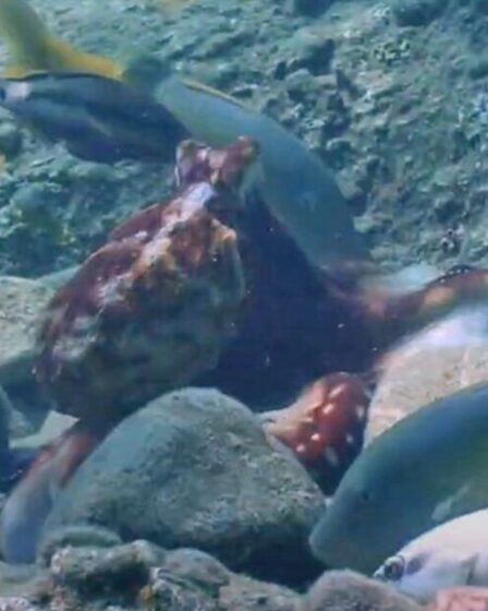 Une pieuvre frappe un poisson « parce qu'il ne l'aide pas à chasser » dans une vidéo époustouflante