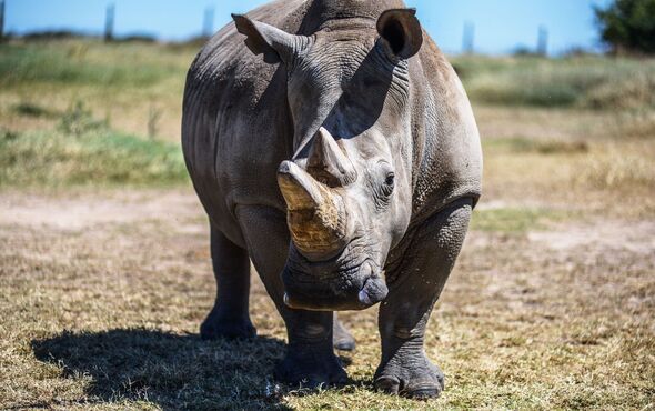 Les derniers rhinocéros blancs du monde sous surveillance au Kenya