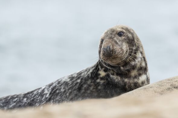 Phoque gris reposant sur la plage