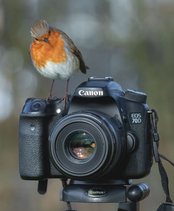 Bob le Robin assis devant une caméra