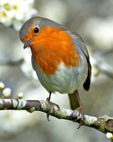 L'oiseau effronté qui est devenu une sensation sur les réseaux sociaux