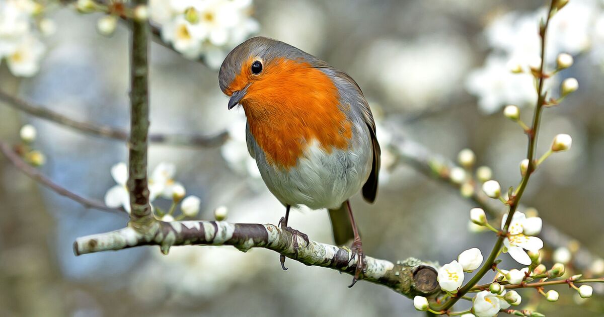 L'oiseau effronté qui est devenu une sensation sur les réseaux sociaux