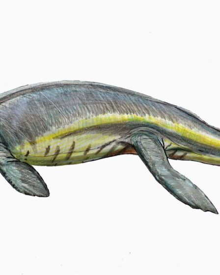 Découverte d'un «super-crocodile» qui vivait il y a 165 millions d'années