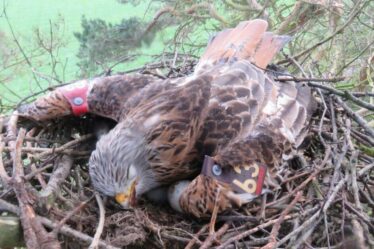 Des oiseaux de proie tués illégalement lors d'un ciblage « implacable » à travers le Royaume-Uni, prévient la RSPB