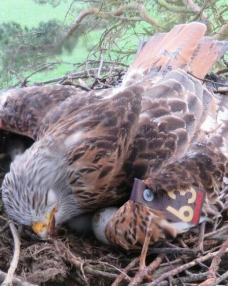 Des oiseaux de proie tués illégalement lors d'un ciblage « implacable » à travers le Royaume-Uni, prévient la RSPB