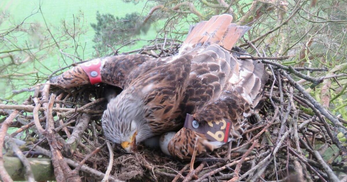 Des oiseaux de proie tués illégalement lors d'un ciblage « implacable » à travers le Royaume-Uni, prévient la RSPB