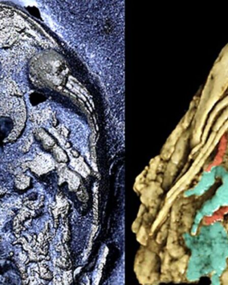 Des scientifiques découvrent un fossile vieux de 450 millions d'années dans l'or des fous
