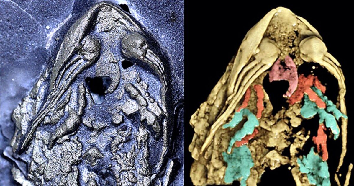 Des scientifiques découvrent un fossile vieux de 450 millions d'années dans l'or des fous