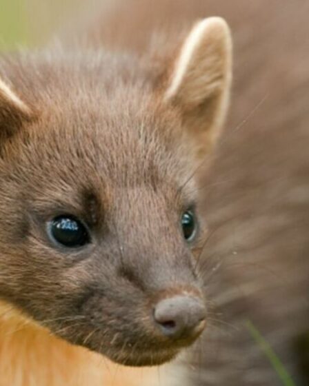 La martre des pins revient dans un lieu secret en Angleterre pour la première fois en 100 ans