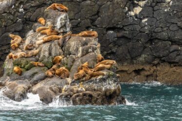 La nature en « chute libre » à cause des humains, préviennent les défenseurs de l’environnement