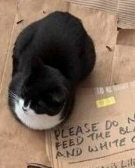 La propriétaire d'un chat laisse une pancarte hilarante avertissant les gens de son animal de compagnie "actrice"