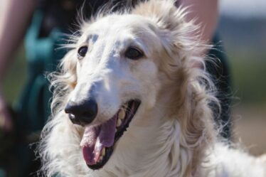 Le propriétaire d'un chien découvre pourquoi ses chiots reniflent votre entrejambe – et il y a une bonne raison