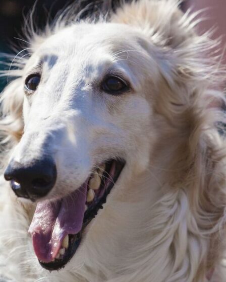 Le propriétaire d'un chien découvre pourquoi ses chiots reniflent votre entrejambe – et il y a une bonne raison