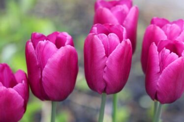 Les experts en jardinage avertissent les pouces verts que c'est la dernière chance de planter des fleurs printanières