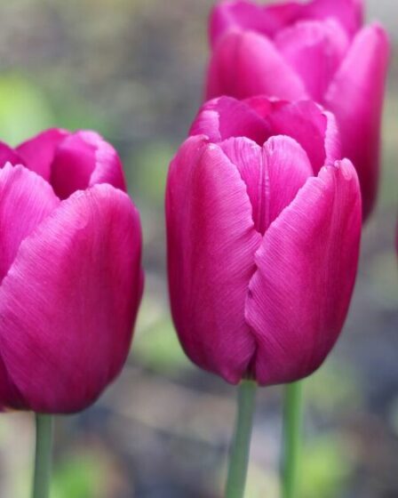 Les experts en jardinage avertissent les pouces verts que c'est la dernière chance de planter des fleurs printanières