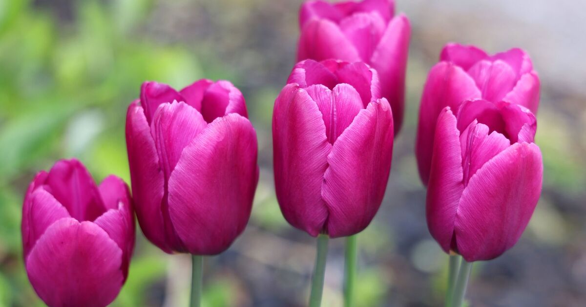 Les experts en jardinage avertissent les pouces verts que c'est la dernière chance de planter des fleurs printanières