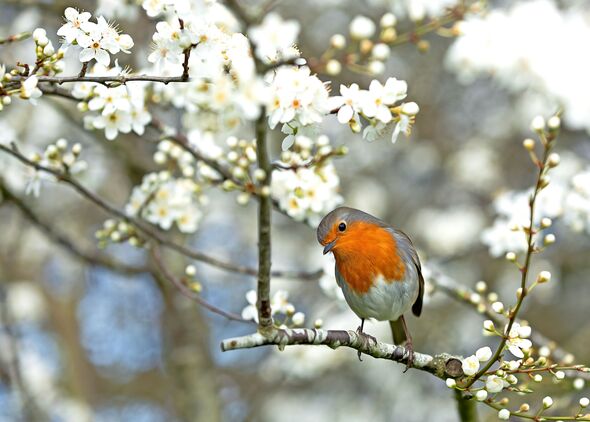   Bob le Robin sur une branche