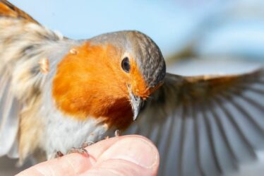 Rencontrez Bob le Rouge-gorge et « l'amitié surprise » d'un jardinier avec l'oiseau bien-aimé de Grande-Bretagne