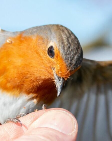 Rencontrez Bob le Rouge-gorge et « l'amitié surprise » d'un jardinier avec l'oiseau bien-aimé de Grande-Bretagne