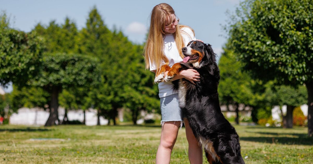 Un dresseur de chiens partage des signes avant-coureurs peu connus vous obligeant à arrêter de toucher votre animal