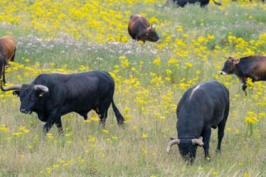 Un énorme bétail sauvage sera « ressuscité des morts » pour réensauvager les Highlands