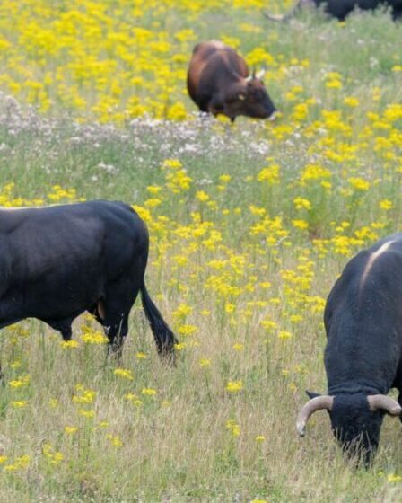 Un énorme bétail sauvage sera « ressuscité des morts » pour réensauvager les Highlands