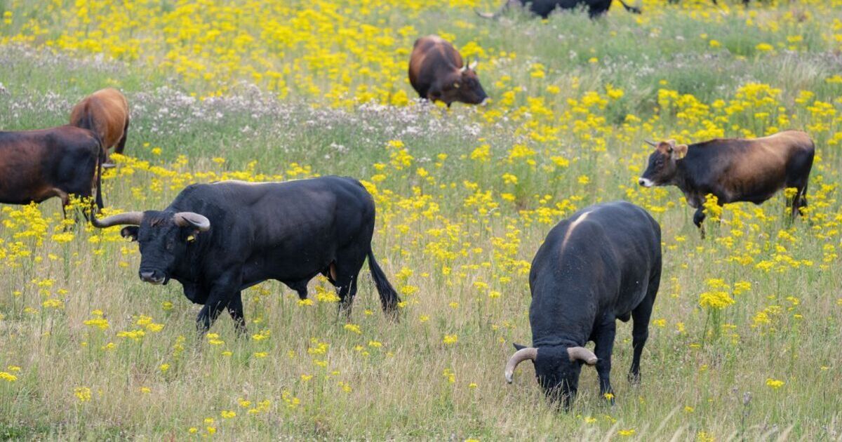 Un énorme bétail sauvage sera « ressuscité des morts » pour réensauvager les Highlands