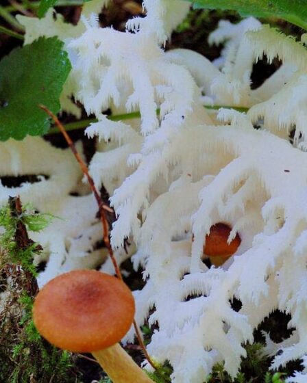 Un terrifiant champignon zombie résistant aux médicaments « Last of Us » découvert dans une forêt britannique