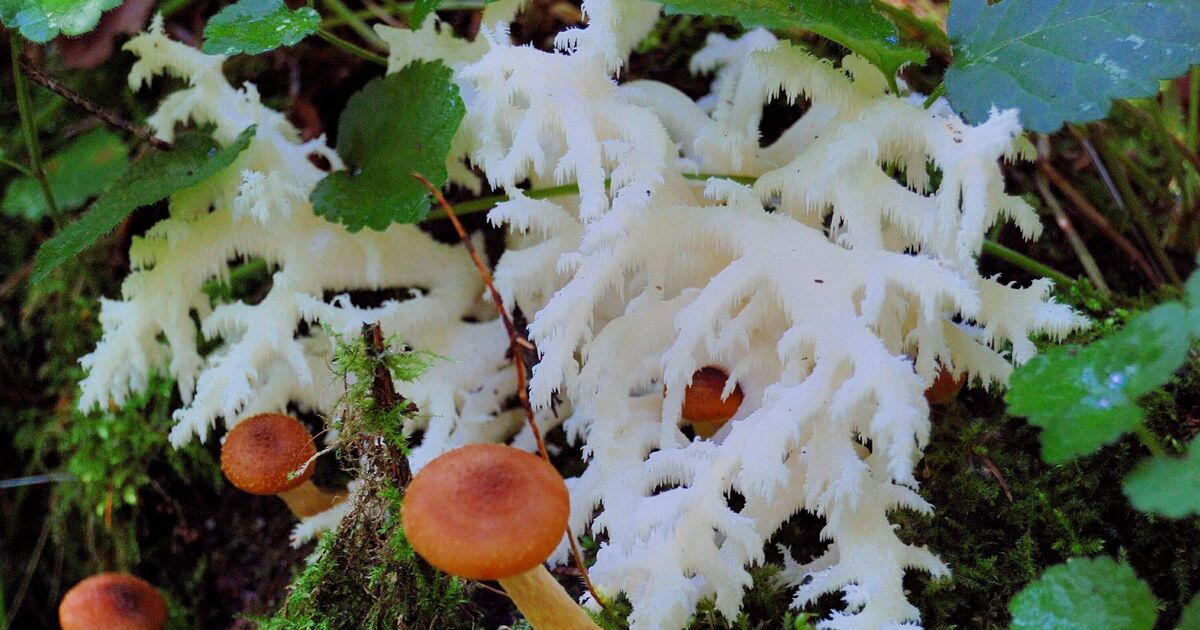 Un terrifiant champignon zombie résistant aux médicaments « Last of Us » découvert dans une forêt britannique