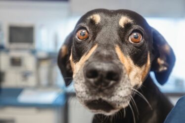 Un vétérinaire répertorie les cinq noms de chiens les plus surutilisés que vous devriez éviter si vous voulez que votre animal se démarque