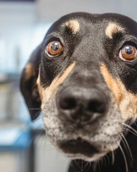 Un vétérinaire répertorie les cinq noms de chiens les plus surutilisés que vous devriez éviter si vous voulez que votre animal se démarque