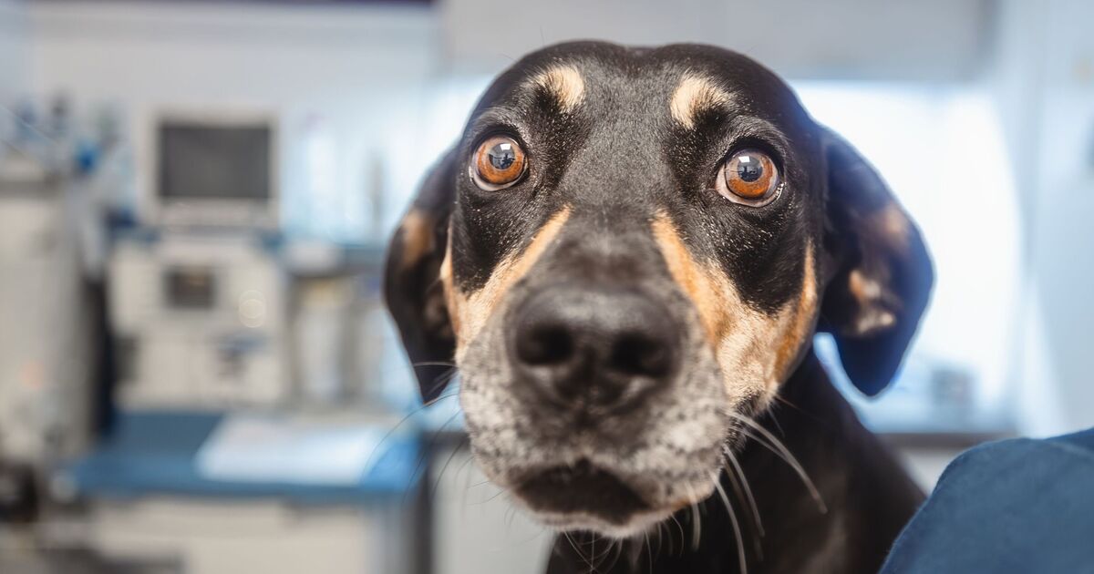 Un vétérinaire répertorie les cinq noms de chiens les plus surutilisés que vous devriez éviter si vous voulez que votre animal se démarque