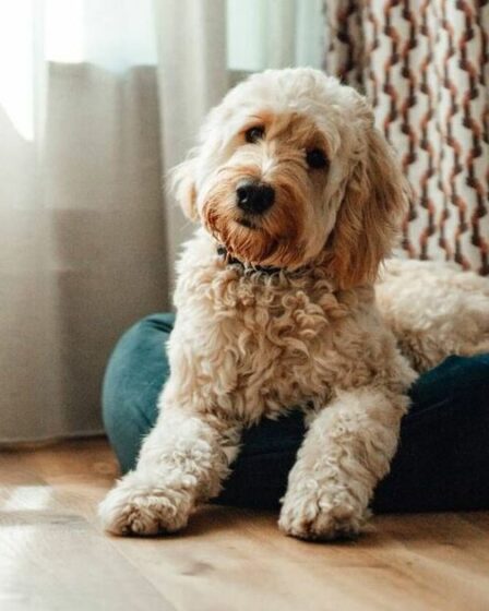 Une erreur courante de nettoyage du lit du chien pourrait vous rendre malade, vous et votre animal