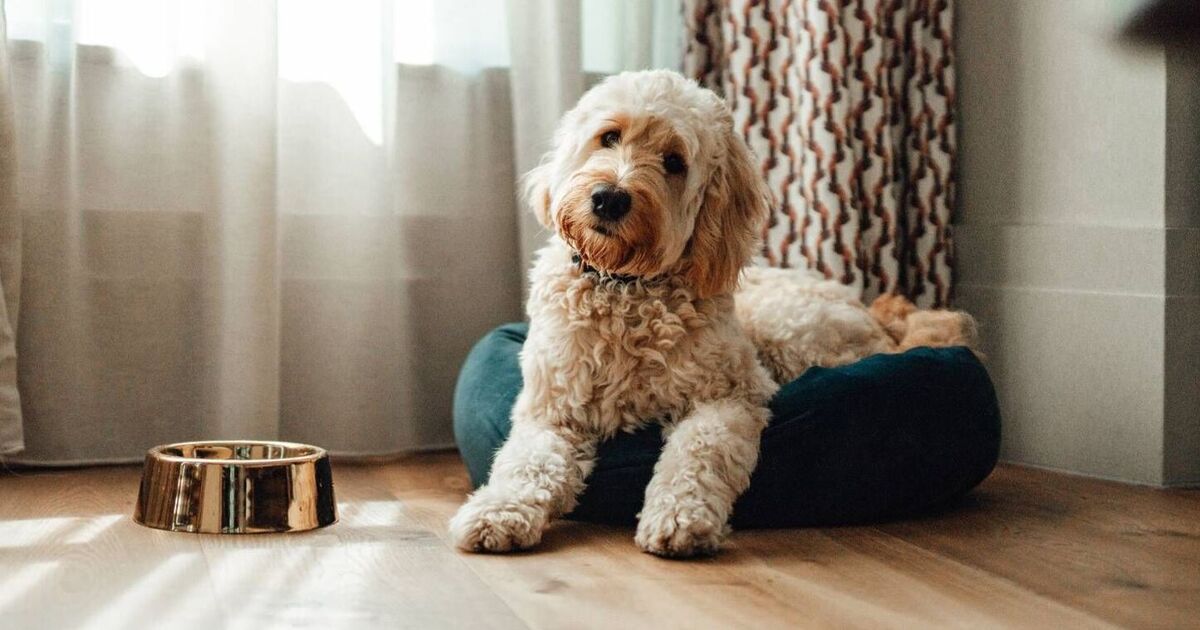 Une erreur courante de nettoyage du lit du chien pourrait vous rendre malade, vous et votre animal