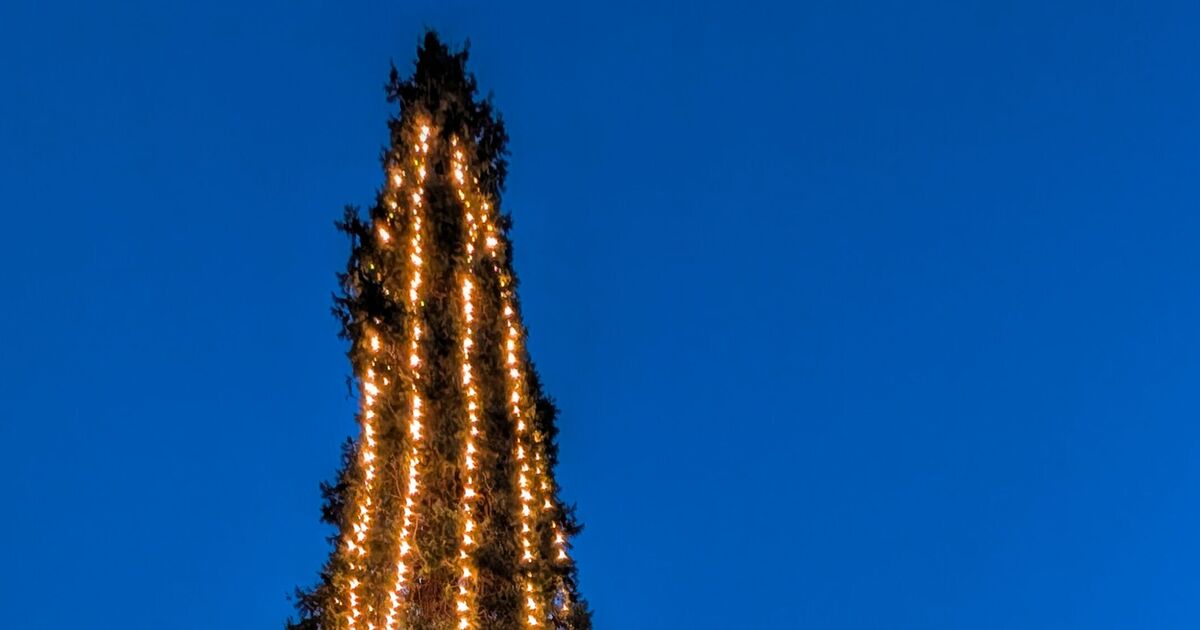 Découvrez le plus haut sapin de Noël du Royaume-Uni avec plus de 3 200 pieds de lumières scintillantes