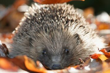 Avertissement hivernal émis à toute personne qui élève des hérissons dans son jardin