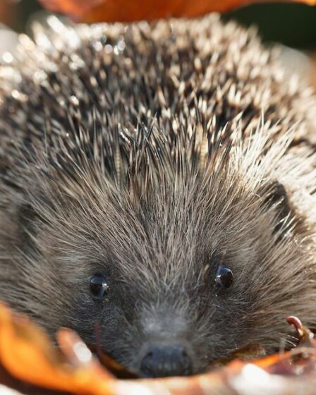 Avertissement hivernal émis à toute personne qui élève des hérissons dans son jardin