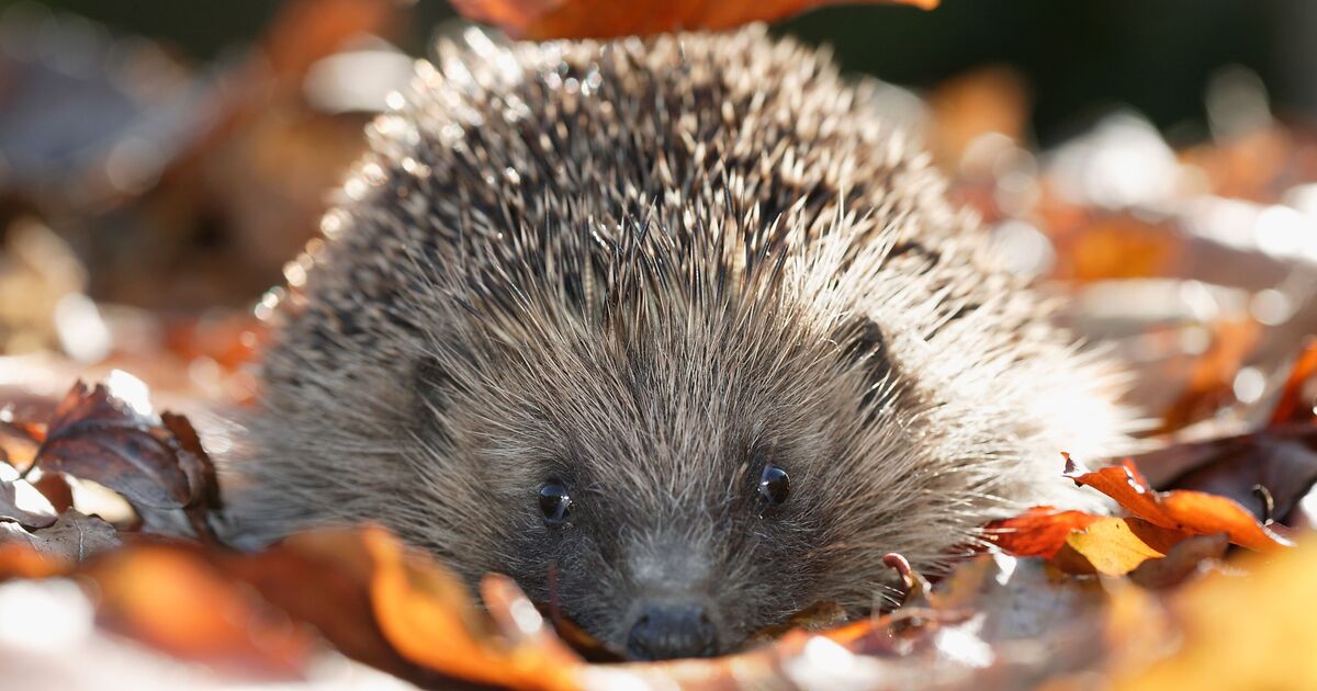 Avertissement hivernal émis à toute personne qui élève des hérissons dans son jardin