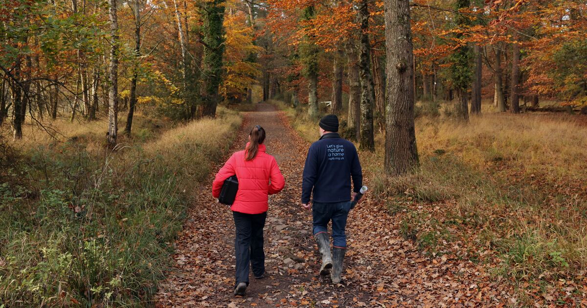 Comment un coin de forêt oublié est devenu un sanctuaire pour la faune britannique menacée